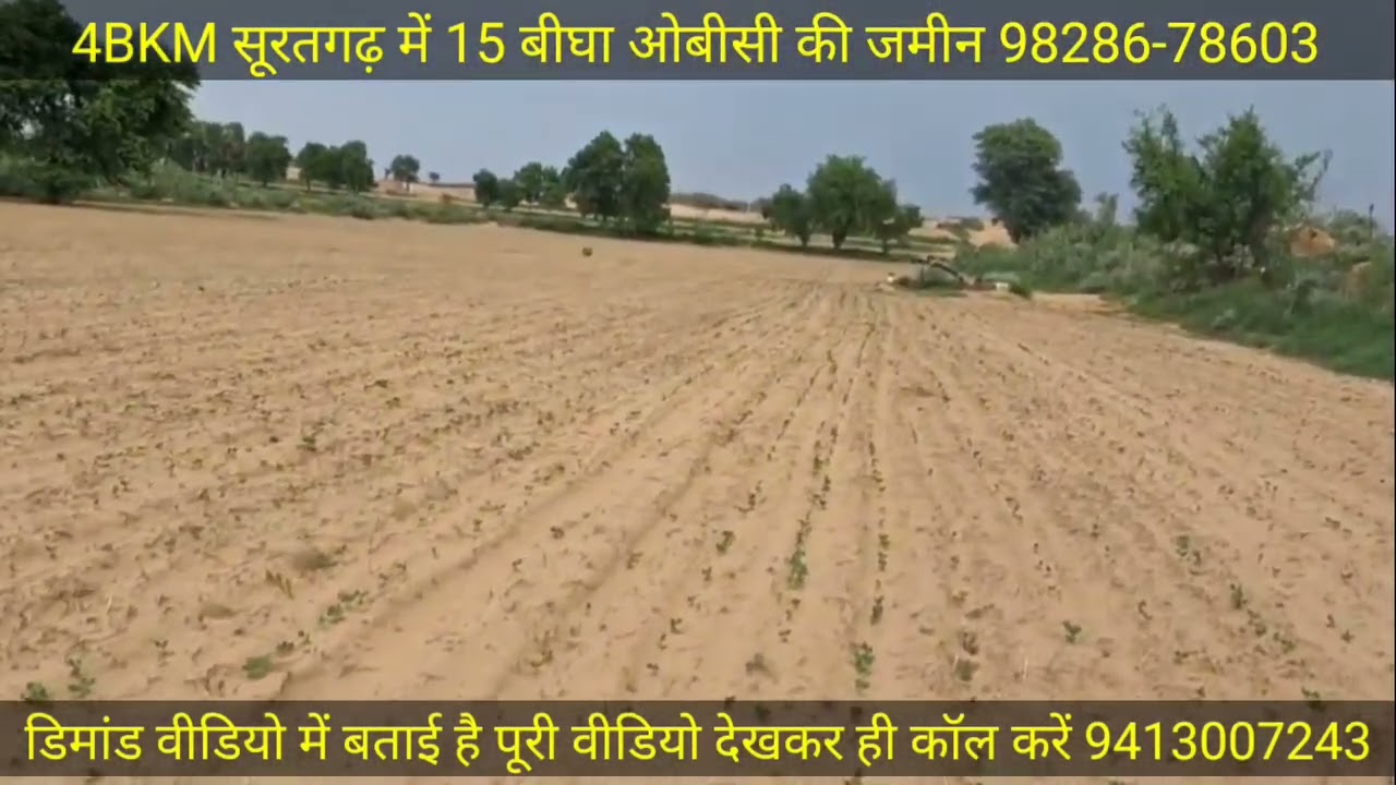 4BKM तहसील सूरतगढ़ में 15 बीघा सामान्य ओबीसी की जमीन बिकाऊ 98286-78603