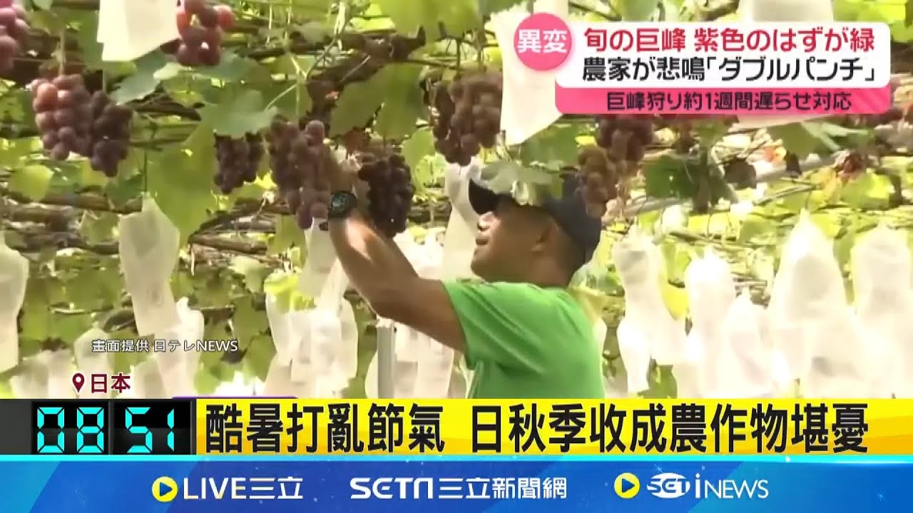 破紀錄酷暑衝擊農產 日本葡萄.茄子收成差 巨峰葡萄難上色 秋收果實變調收成慘 酷暑打亂節氣 日秋季收成農作物堪憂秋味恐少了! 日猛暑高溫影響蔬果品質｜一鍵看世界SET Global