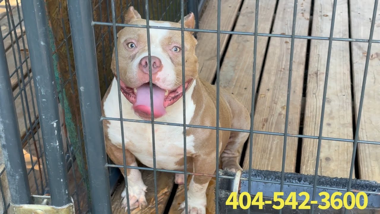 REAL American Bullies! ONLY @ SSKK 🔥😎