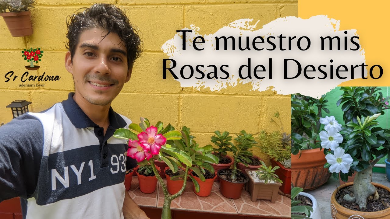 Te muestro mis Rosas del Desierto 🌷✌🏻 #adeniumobesum