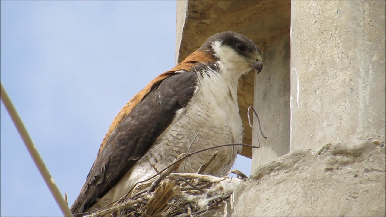 Aguilucho común  (Geranoaetus polyosoma): VOZ