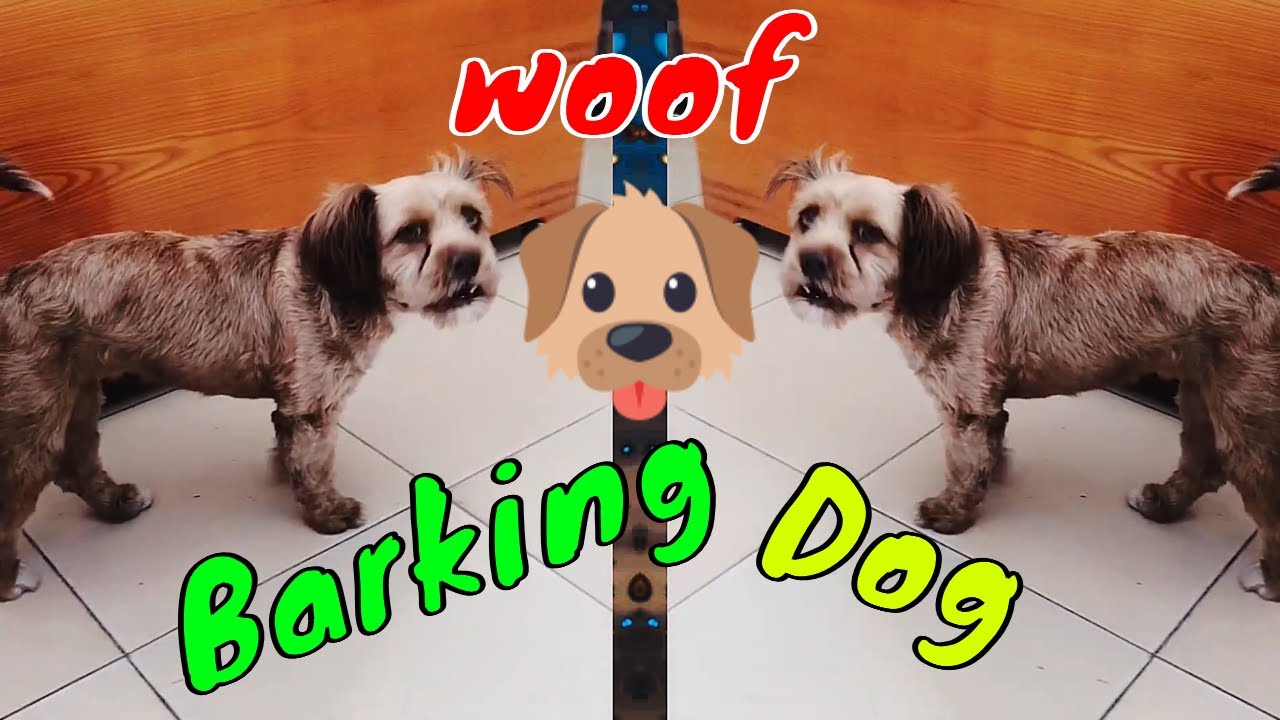 How Dog Reacts When Seeing Stranger 4 - Running, Barking? | Viral Dog Puppy