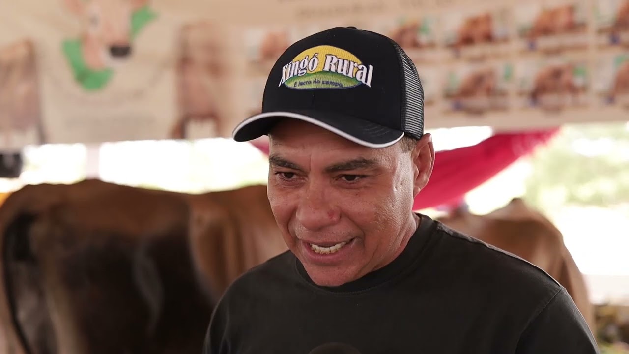 Vacas da ra&ccedil;a Jersey participam de Torneio Leiteiro na Expo Bacia Leiteira