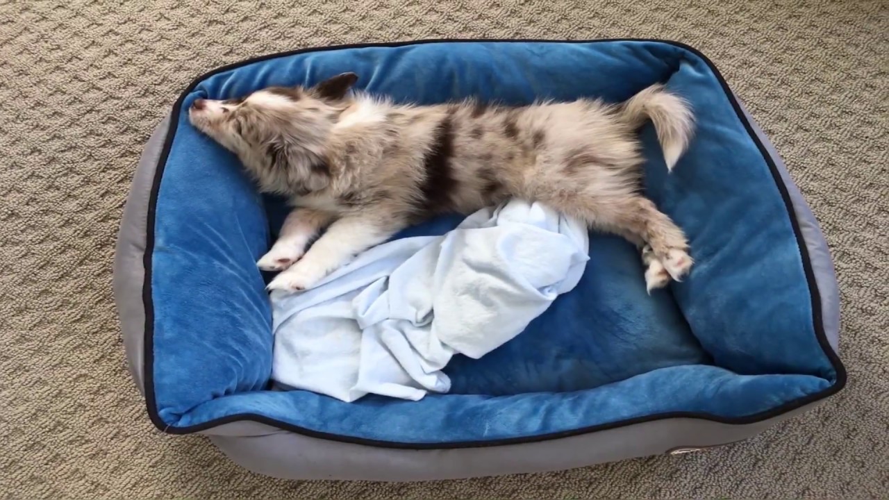Herbie's First Months (Toy Aussie)