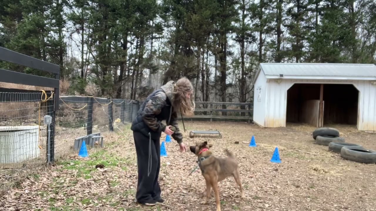 Ryder: flexi recall, obedience, play (pt 2)