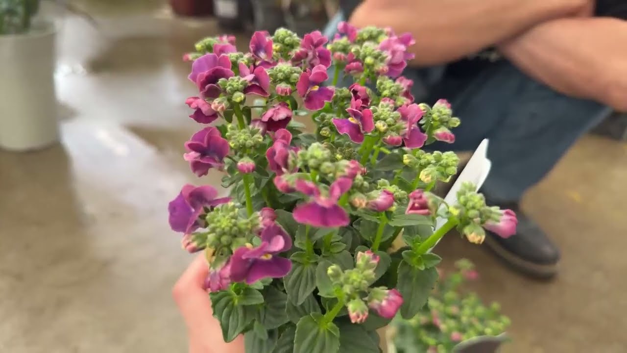 2/26 社長絶賛の植物入荷しました。