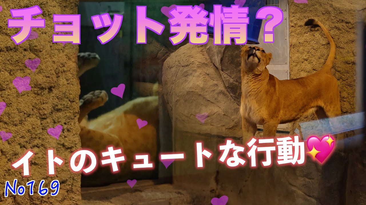 No169　イト、パーチェに会いたくてドキドキ！かわいい行動に注目✨　 円山動物園のライオンたちの日常