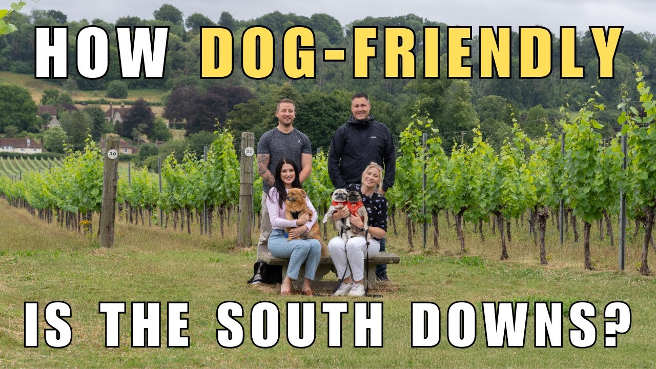 How Dog friendly is the South Downs? | | Dog-friendly Travel Vlog