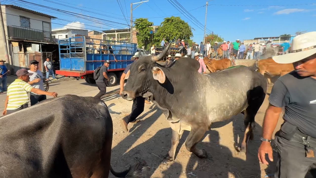 Toro bravo se les escapo ,,Termera gyr en el Tiangue $$mira cuánto vale $$