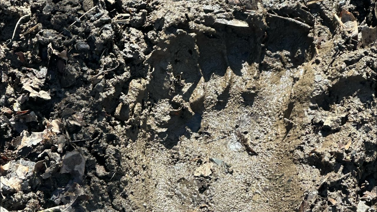 Выслеживаем Сасквоча/Бигфута, вы не поверите, что мы нашли! #bigfoot @TheHillbillyHoarder