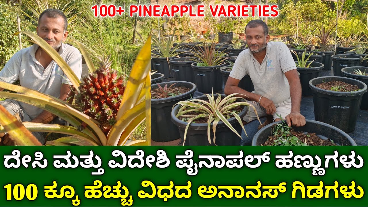 ದೇಸಿ & ವಿದೇಶಿ ಪೈನಾಪಲ್ ಹಣ್ಣುಗಳು | pineapple fruit farming in kannada | different types of pineapple