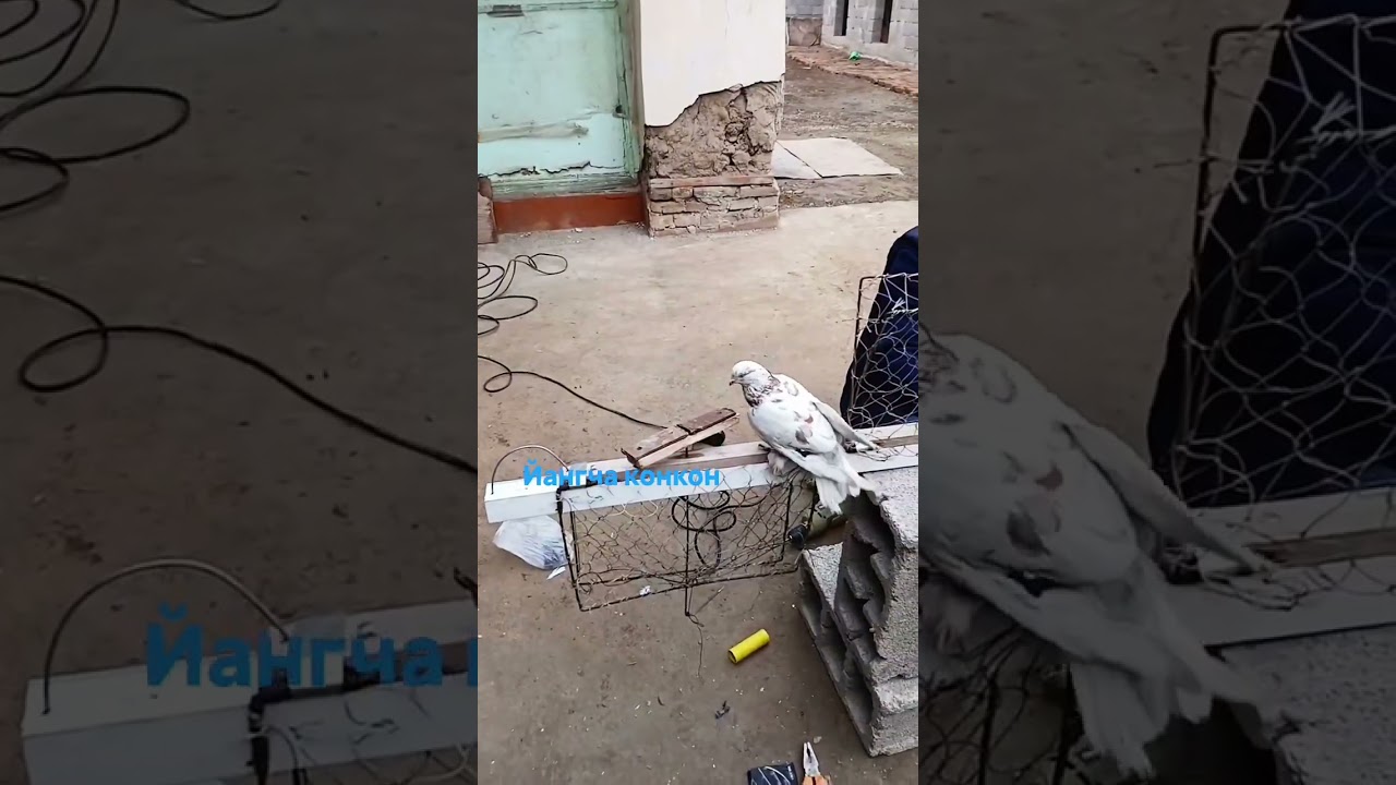 PIGEON TRAP SYSTEM FOR CATCHING 🕊️❤️ #pigeon #pigeonlaver #bird #kabootar #kabootarloft05 #kabutar