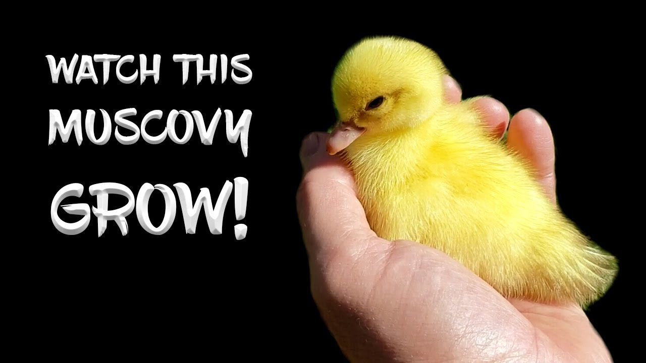 Watch this Muscovy Grow from Duckling to Adult!