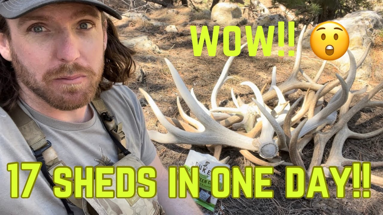 INSANE DAY OF SHED HUNTING | AND THE JACKSON SHED RUN!
