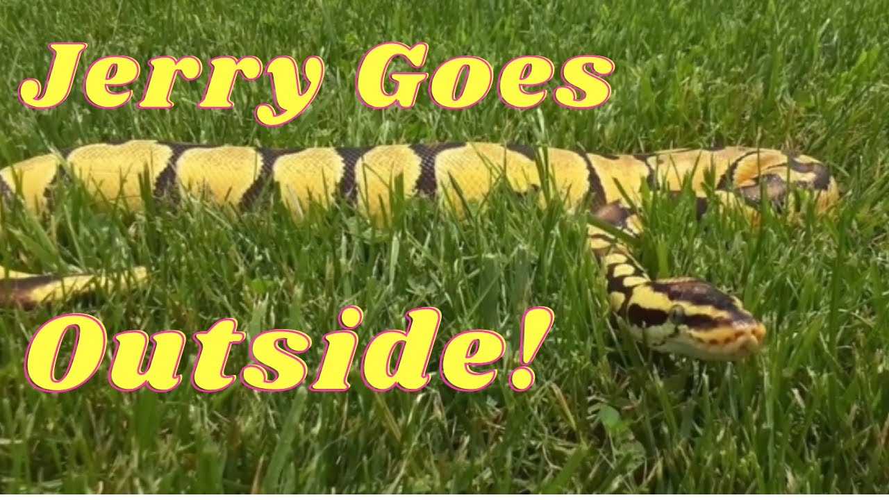 My Ball Python Goes Outside For the First Time in His Life!