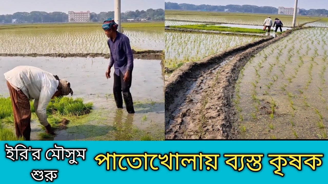 ধানের পাতো সংগ্রহে  ব্যস্ত দুই কৃষক। 