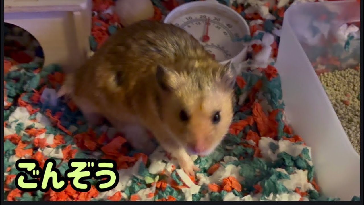 床材てんこ盛り職ハム、ごんぞう“Gonzo, the Master of Bedding Piles