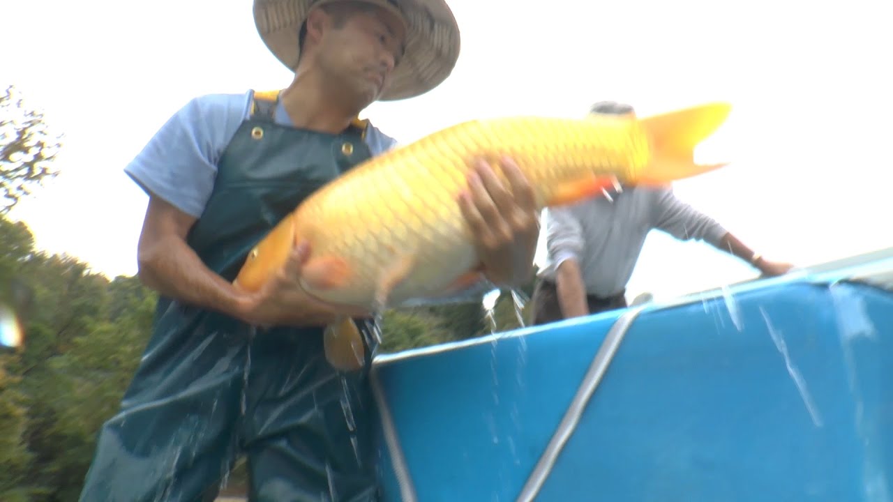 Niigata Seasons Autumn - Part 3