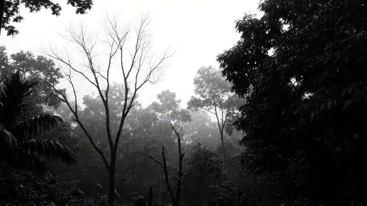 Rainstorm in the Forest with Distant Thunder and Rain Sounds for Sleeping