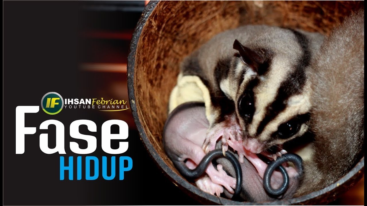 Fase Fase Kehidupan Sugar Glider