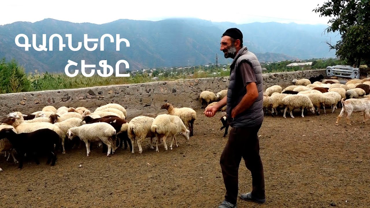 Չոբան Կոտոյի  կուլտուրական ոչխարները
