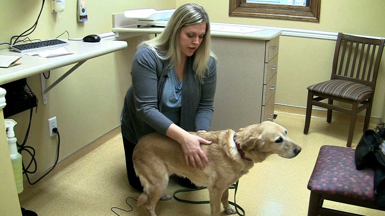 How to know if your dog is a healthy weight?