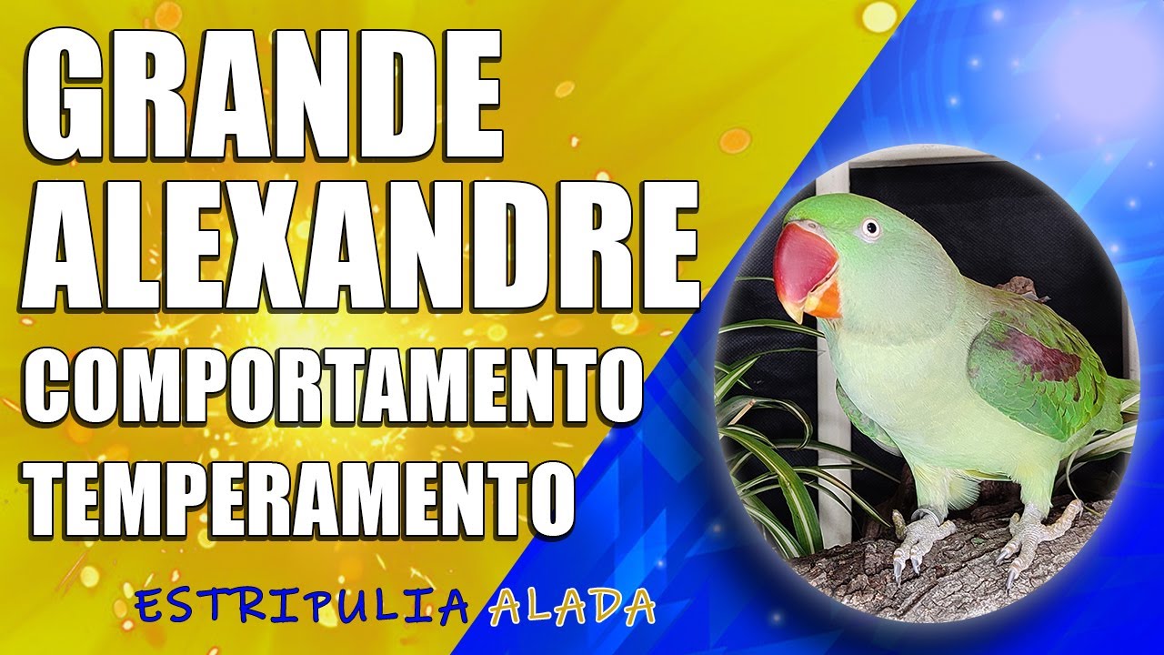 😃 TEMPERAMENTO E COMPORTAMENTO DO 🦜 PÁSSARO GRANDE ALEXANDRE ❗ VOCÊ VAI QUERER UM ❓ #youtube