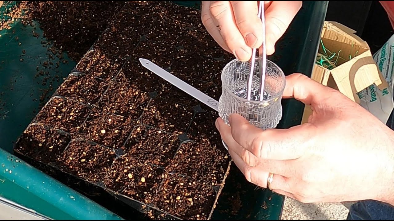 Peppers and chillies - varieties and sowing