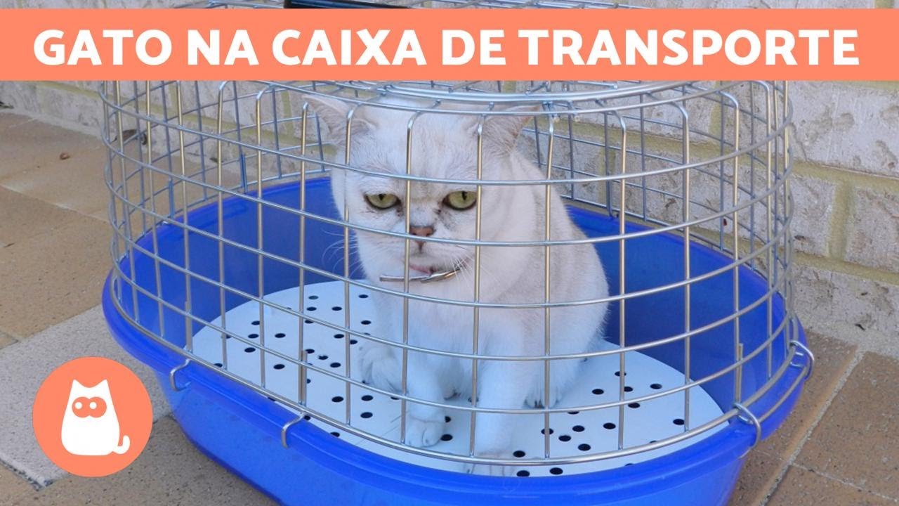 Como ACOSTUMAR um GATO &agrave; CAIXA de TRANSPORTE? 🐱 (6 dicas)