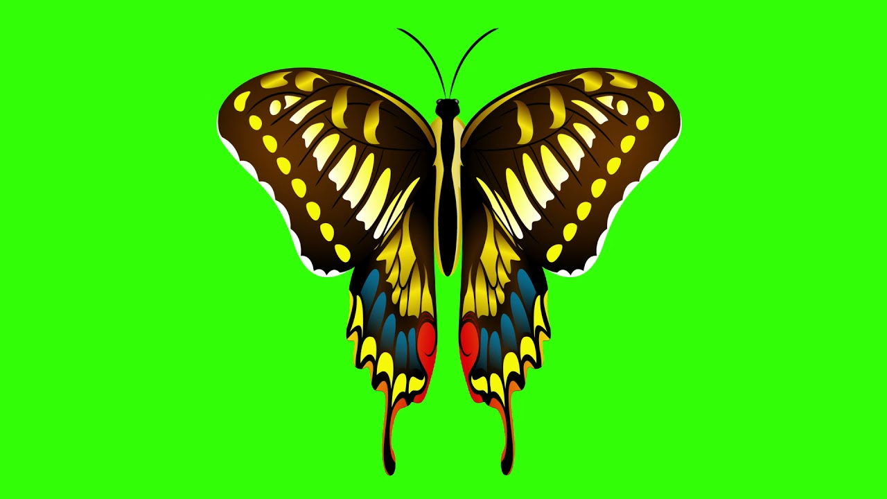 Green Screen Flying Butterfly | Looped Video | Arun SV