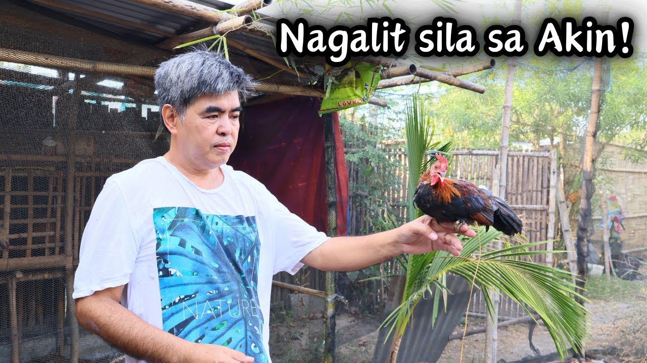 Niloloko ko daw sila ano po sa tingin nyo! Labuyo po ba ito o hindi? | MANOK NG GUBAT | ROMALYNVLOGS