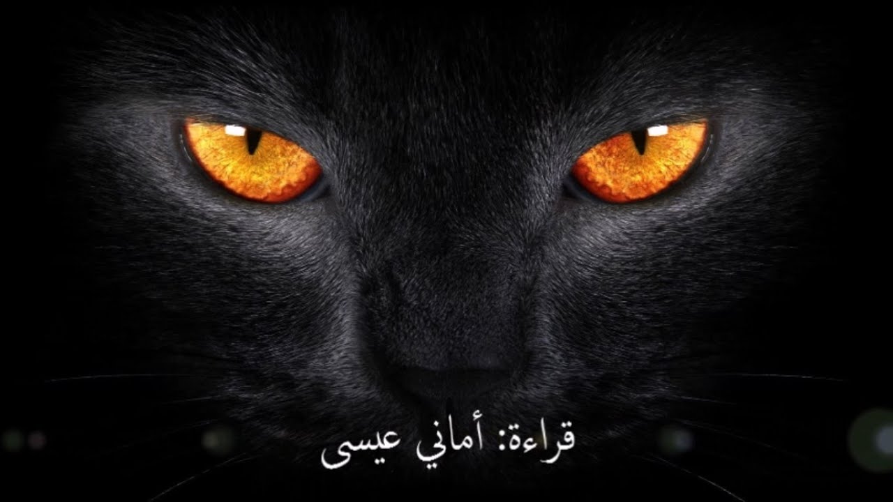 القط الأسود .. إدغار آلان بو .. إقرا بودانك