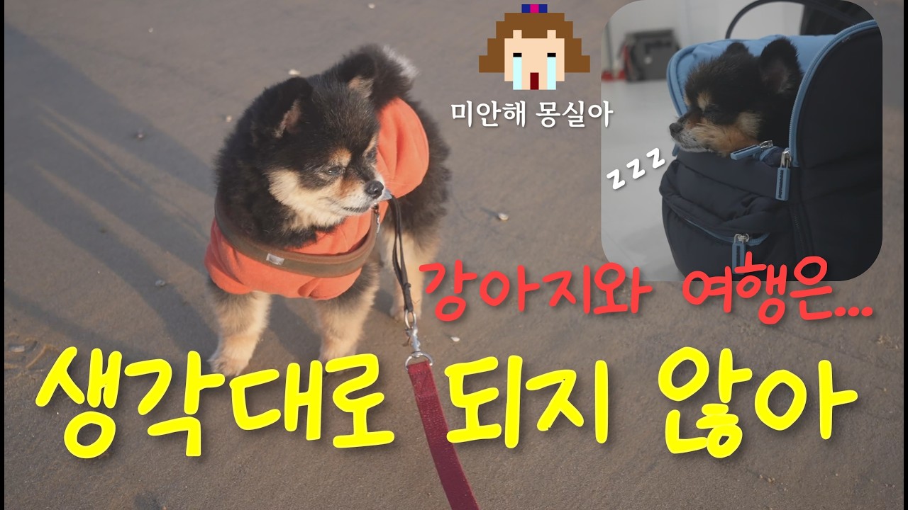 생각대로 되지 않는 애견동반 여행