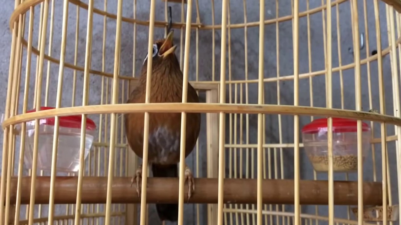 The Garrulax canorus birds sing nicely
