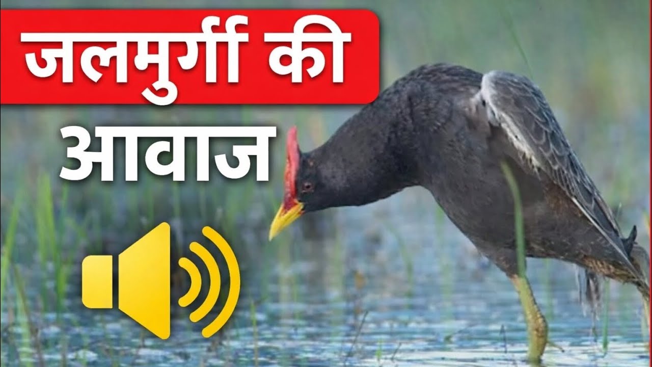 Common Moorhen (Gallinula chloropus) Natural Sound