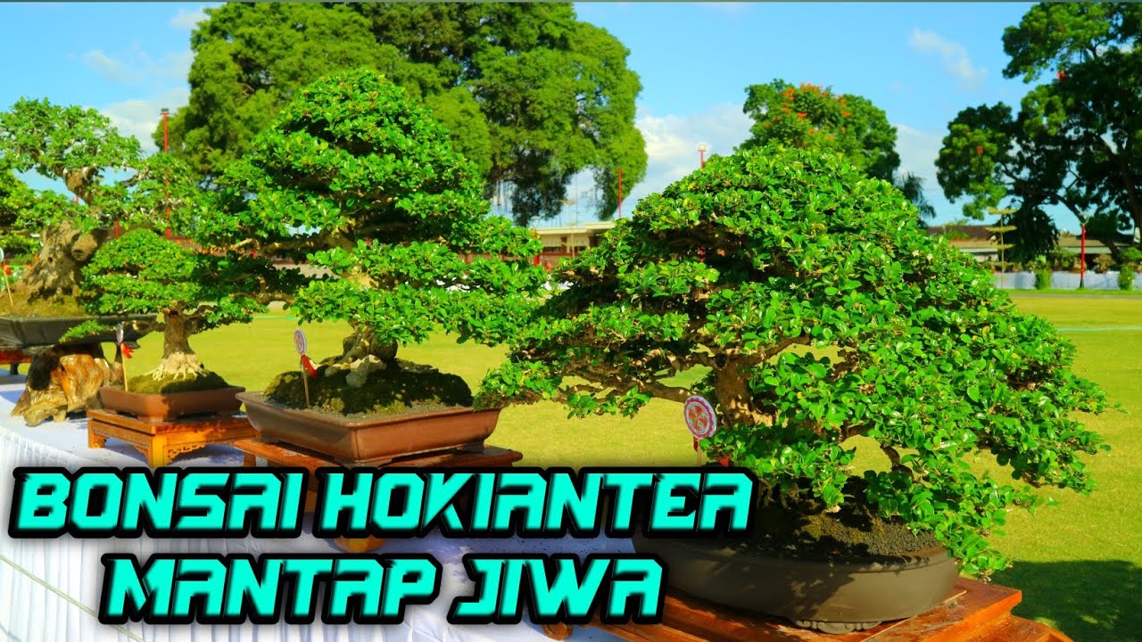BEST OF THE BEST BONSAI HOKIANTEA 2021