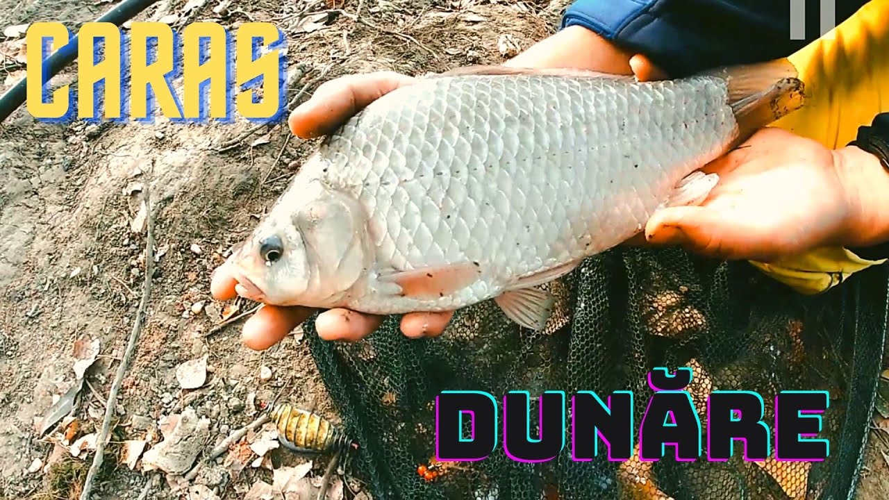 Carași pe Dunărea Veche (episod 16)