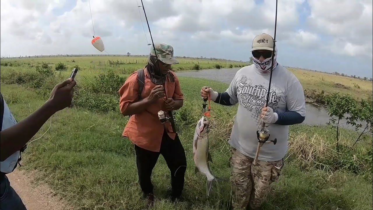 Tarpon and Snook on pursue at Commewijne
