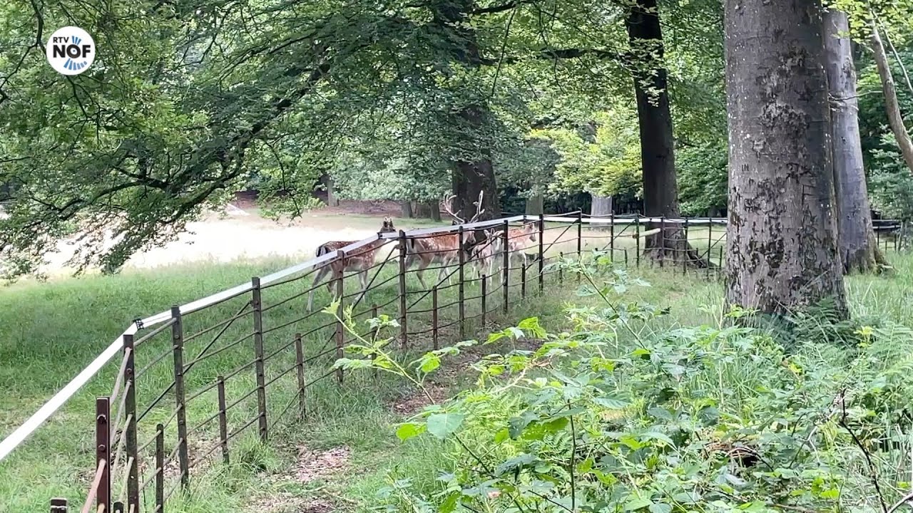 Ontsnapte herten in Veenklooster: 