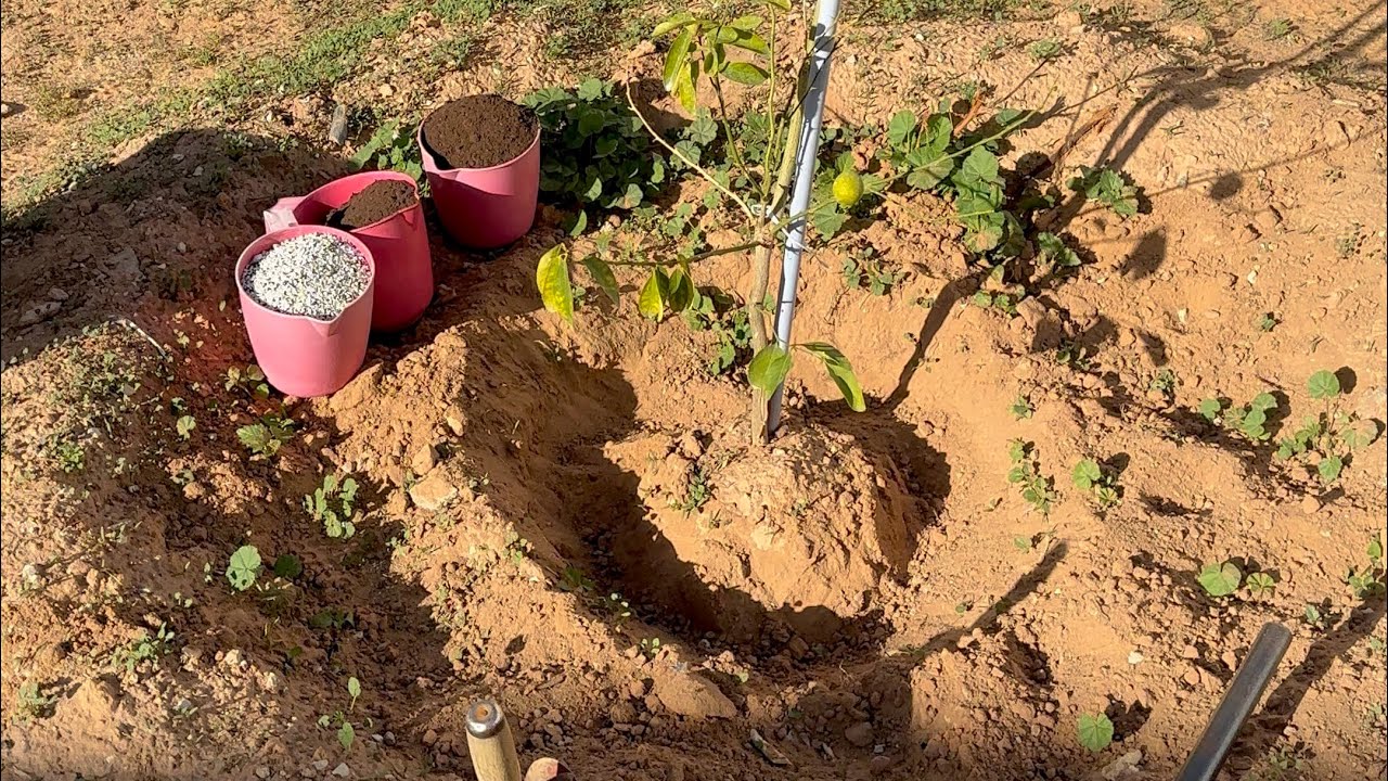 الخدمة الشتويه للأشجار المثمره 