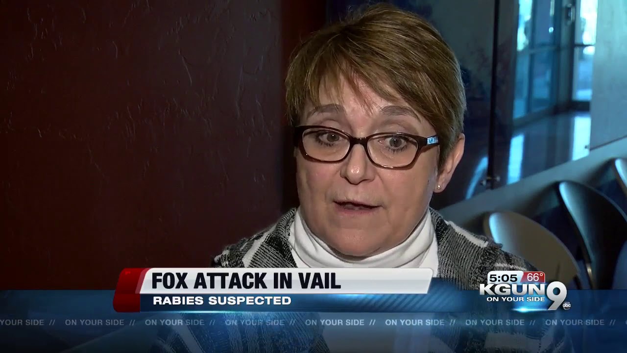 Fox attacks Vail woman. Rabies suspected.