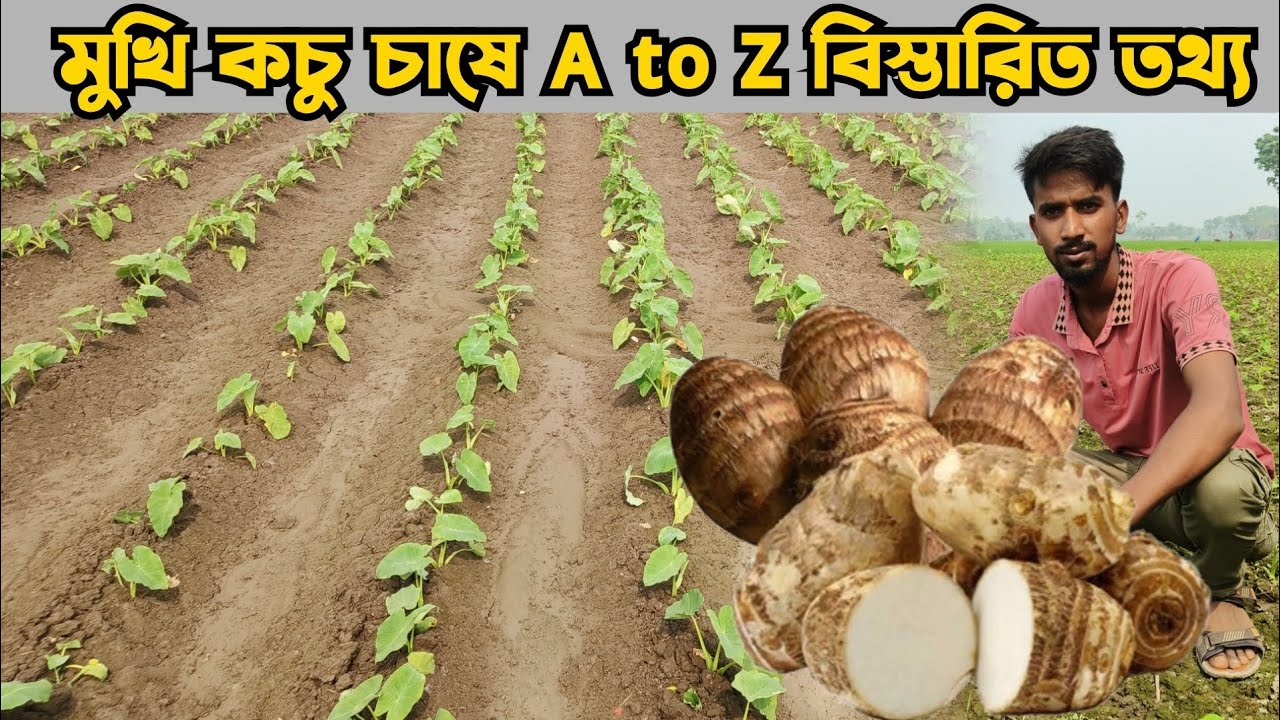 কচু চাষবাদ পদ্ধতি৷ যশোরের জনপ্রিয় মুখি কচুর গাছের পরিচর্যা ও সার - সেচ দেওয়র  সঠিক নিয়ম। 
