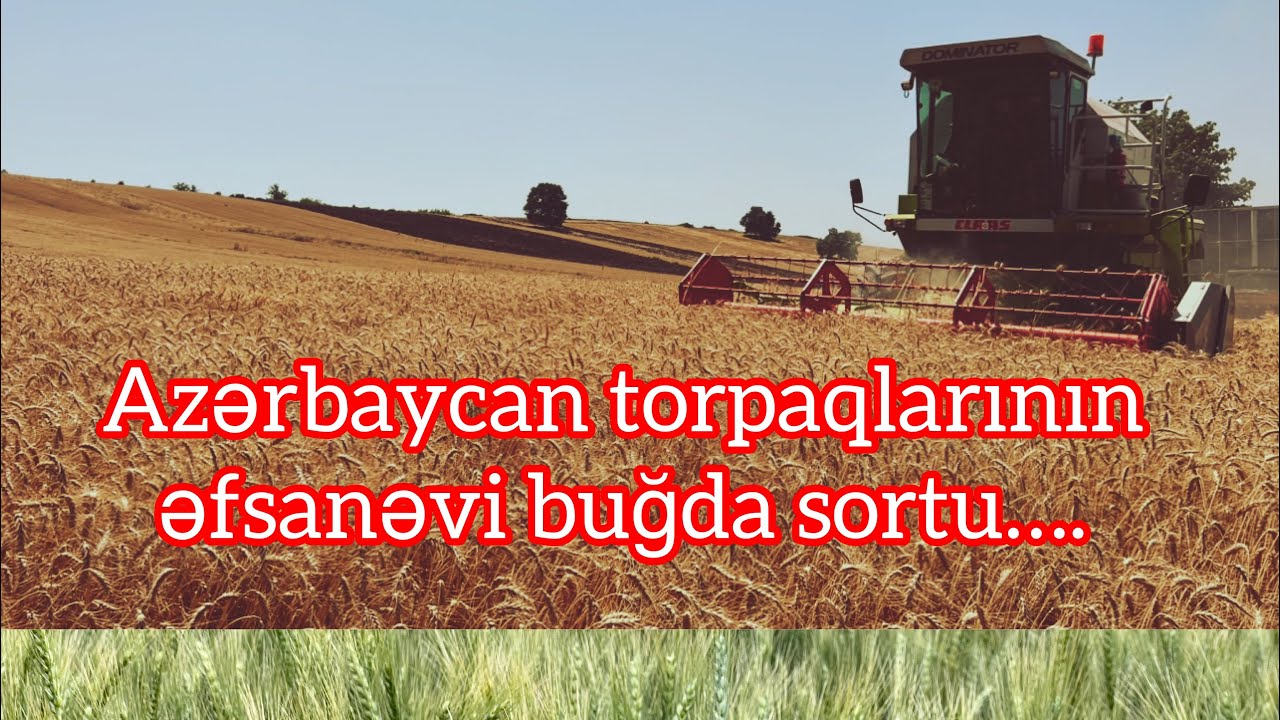 Taxıl əkininə başlamaq istəyirsən və ya bu işdə təcürbən azdır? Qobustan buğda sortu ək!
