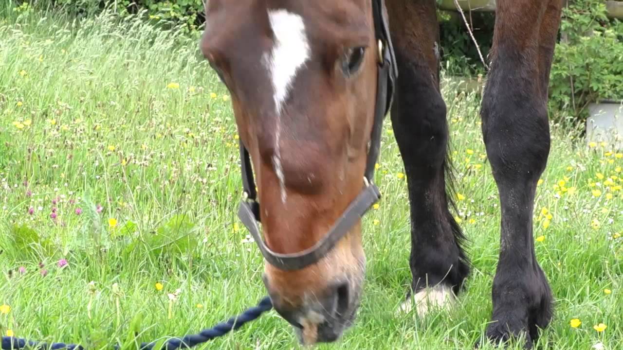 Famous horse found safe and well after being missing for ten days.