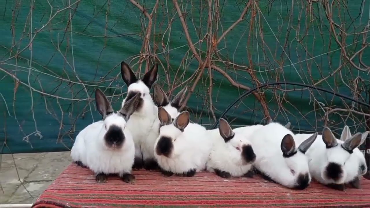Rabbits are very cute, subscribe, good videos will come out of it