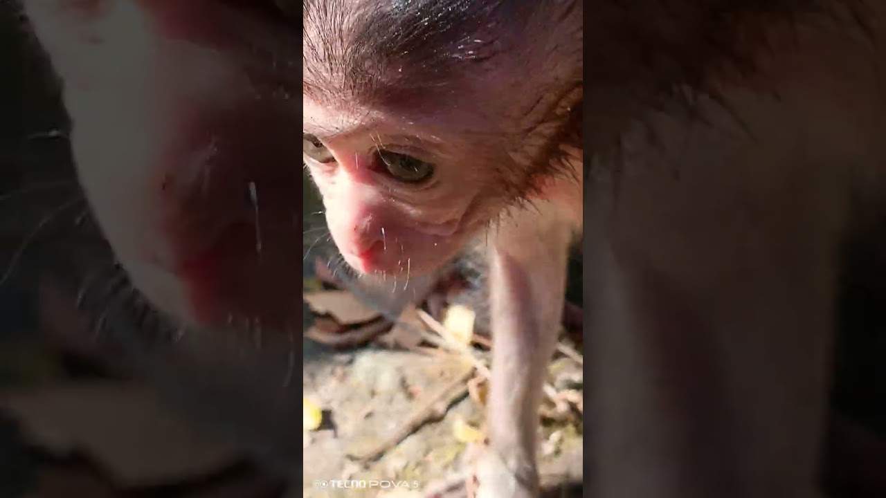 baby monkey take care by mother 