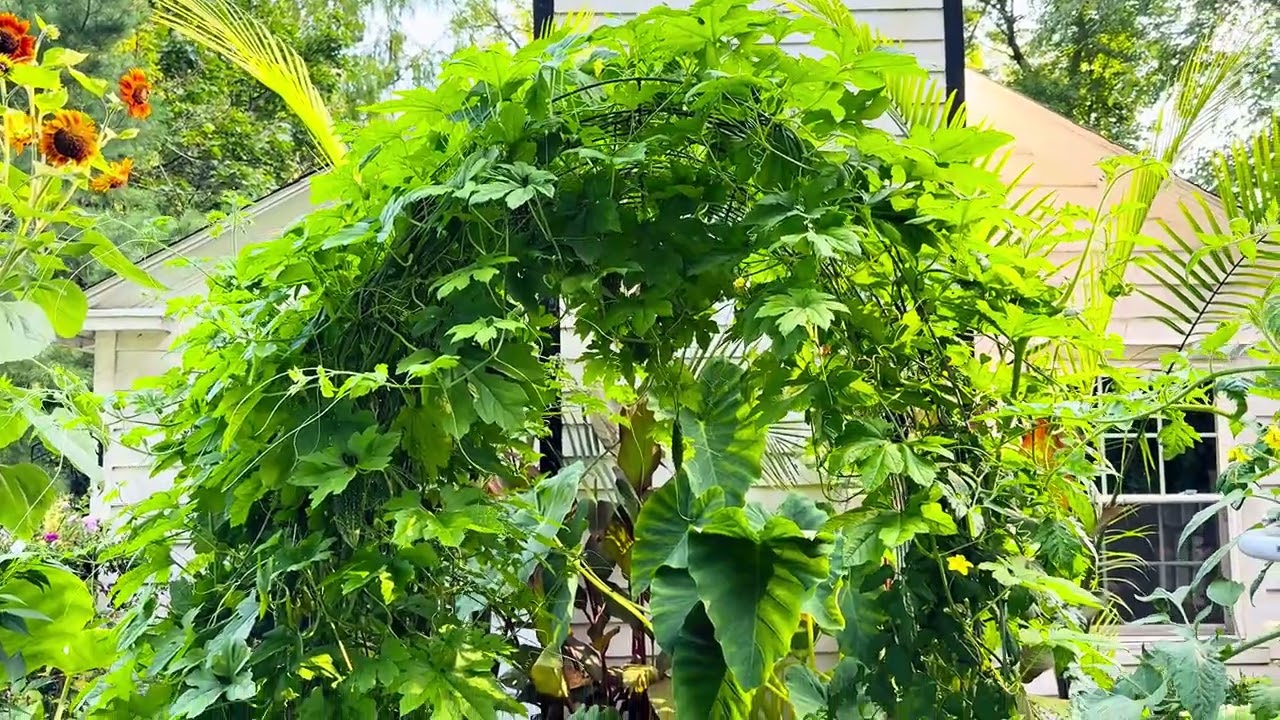 Tour My Garden: Growing Vegetables, Tropical Containers & Ornamental Flowers