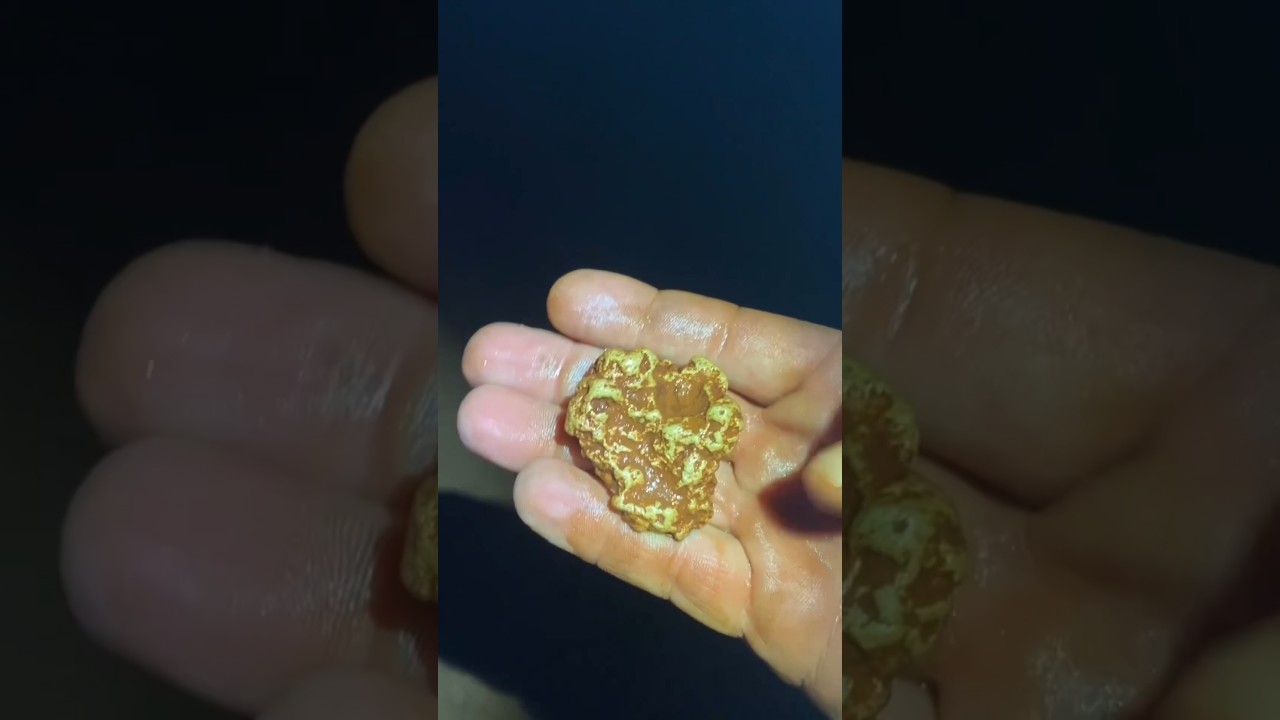 Gold prospecting in Western Australia for Gold Nuggets #metaldetecting #goldprospecting
