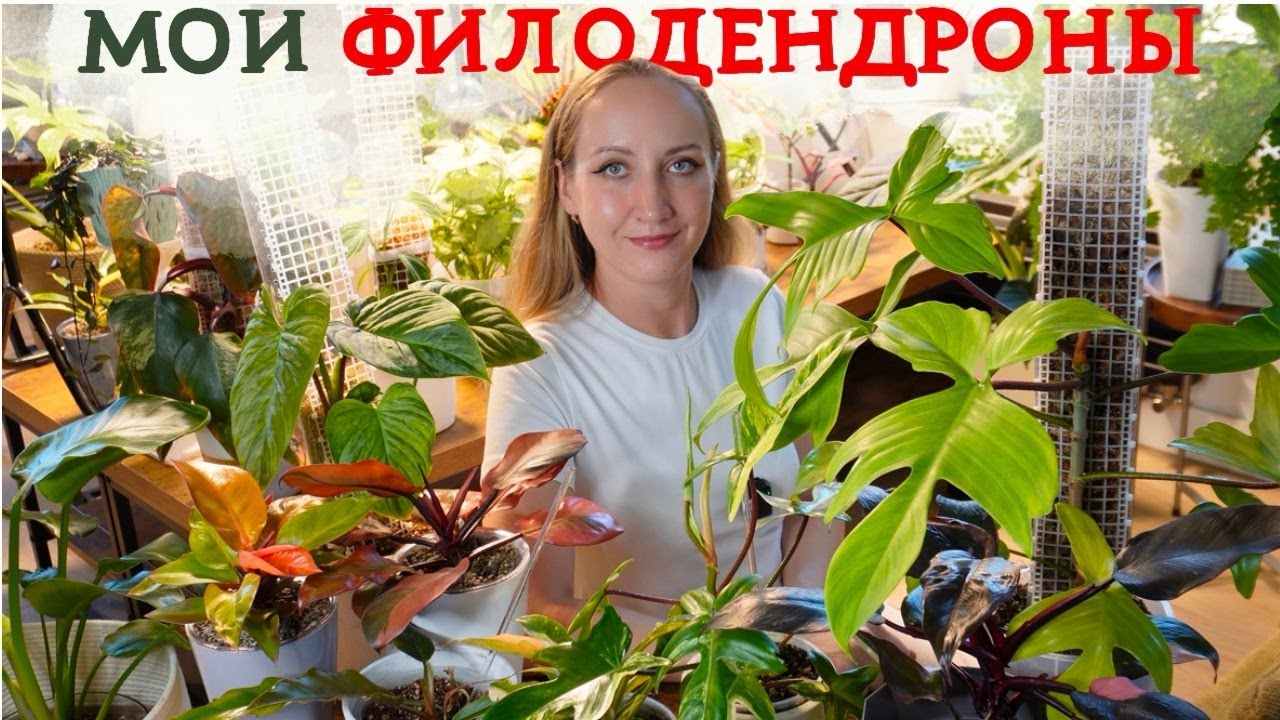 Мои ФИЛОДЕНДРОНЫ | Обзор коллекции 2024 💚