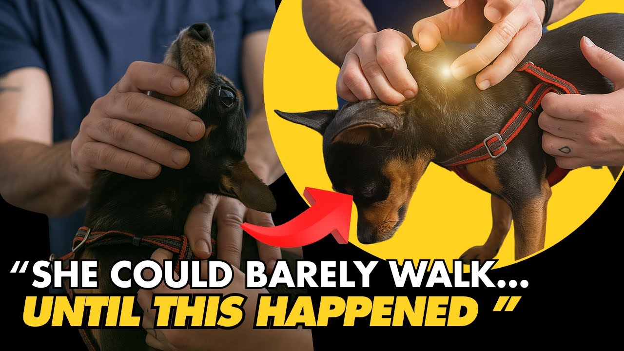 10-YEAR-OLD DOG IN PAIN 😭 WATCH WHAT HAPPENS! 🤯